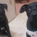 Adopción de perros y gatos este sábado en la Laguna del Náinari: ¡Ven y encuentra a tu compañero ideal!