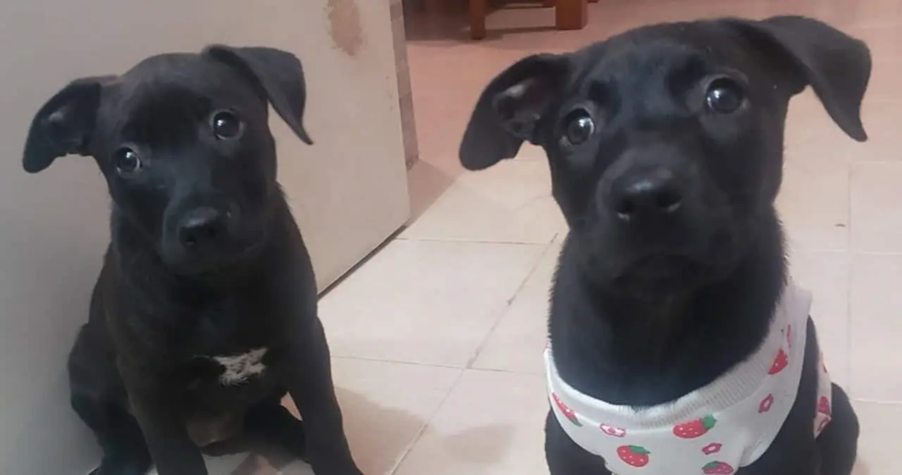 Adopción de perros y gatos este sábado en la Laguna del Náinari: ¡Ven y encuentra a tu compañero ideal!