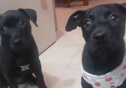 Adopción de perros y gatos este sábado en la Laguna del Náinari: ¡Ven y encuentra a tu compañero ideal!