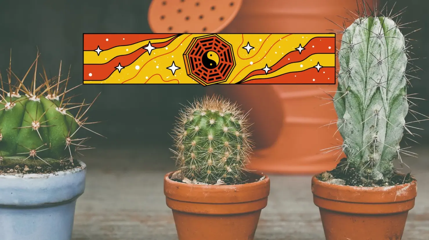 ¿Es de mala suerte si colocamos un cactus en estas habitaciones? Esto dice el Feng Shui