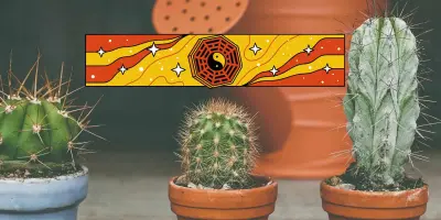 ¿Es de mala suerte si colocamos un cactus en estas habitaciones? Esto dice el Feng Shui