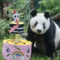 Panda Xin Xin de Chapultepec cumple años, conoce los horarios y actividades de su fiesta