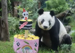 Panda Xin Xin de Chapultepec cumple años, conoce los horarios y actividades de su fiesta