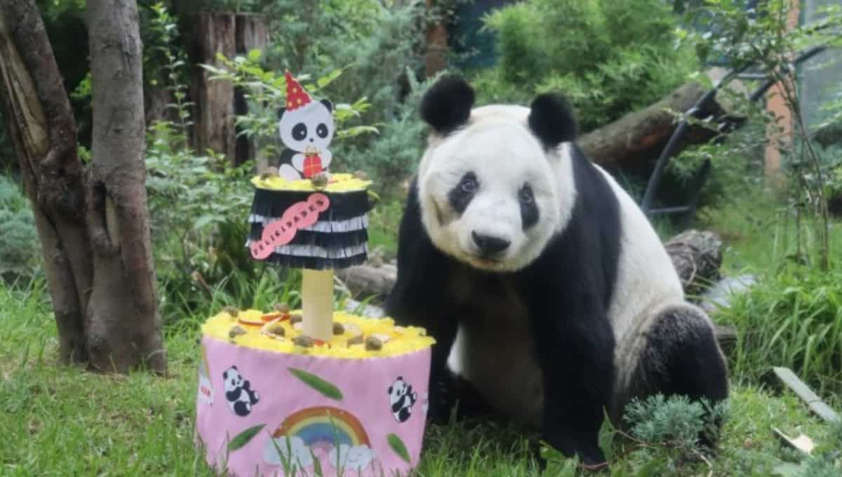 Panda Xin Xin de Chapultepec cumple años, conoce los horarios y actividades de su fiesta
