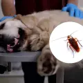 ¿Las cucarachas pueden enfermar a tus mascotas? esto dicen los expertos