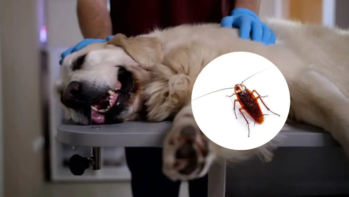 Peligros para la salud que representa las cucarachas para las mascotas. Foto: Original
