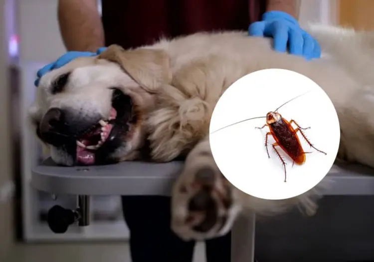 ¿Las cucarachas pueden enfermar a tus mascotas? Esto dicen los expertos