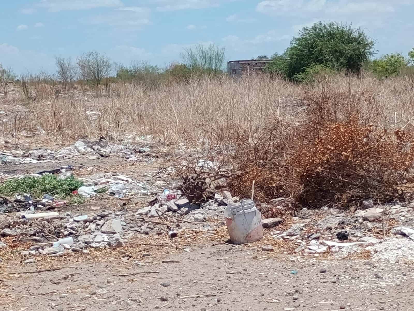 Buscan evitar criaderos de mosquitos en Providencia