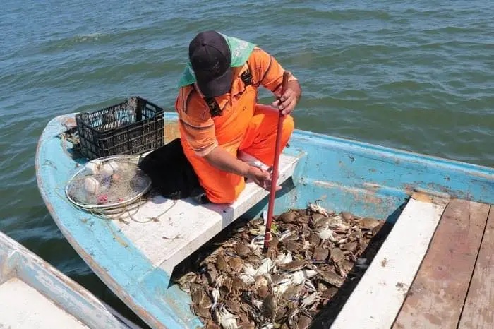 Pescadores inconformes por retraso de temporada de jaiba