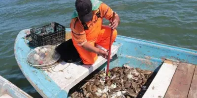 Pescadores inconformes por retraso de temporada de jaiba