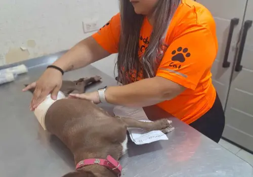 En Ciudad Obregón tatuarán a perros callejeros
