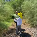 Recolectan semillas de palo verde en Itesca