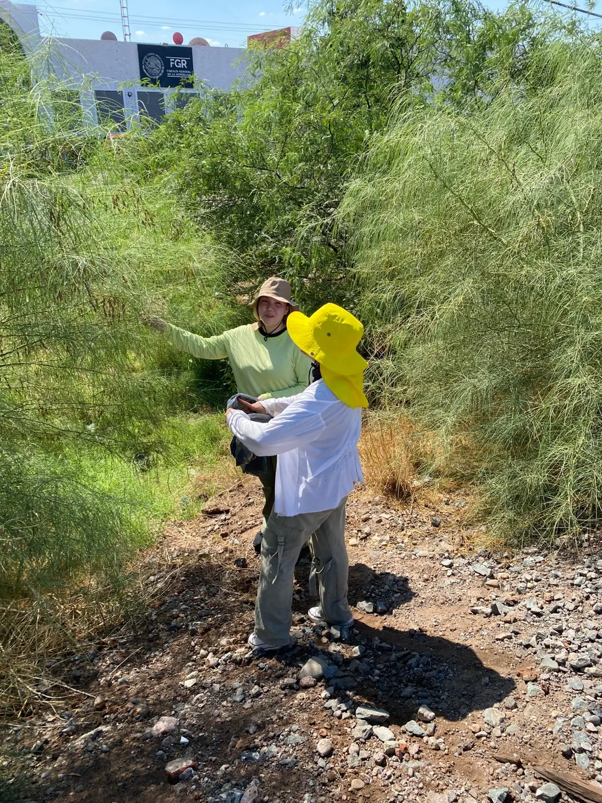 Recolectan semillas de palo verde en Itesca