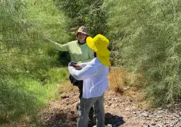 Recolectan semillas de palo verde en Itesca