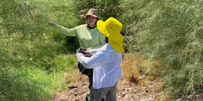 Recolectan semillas de palo verde en Itesca