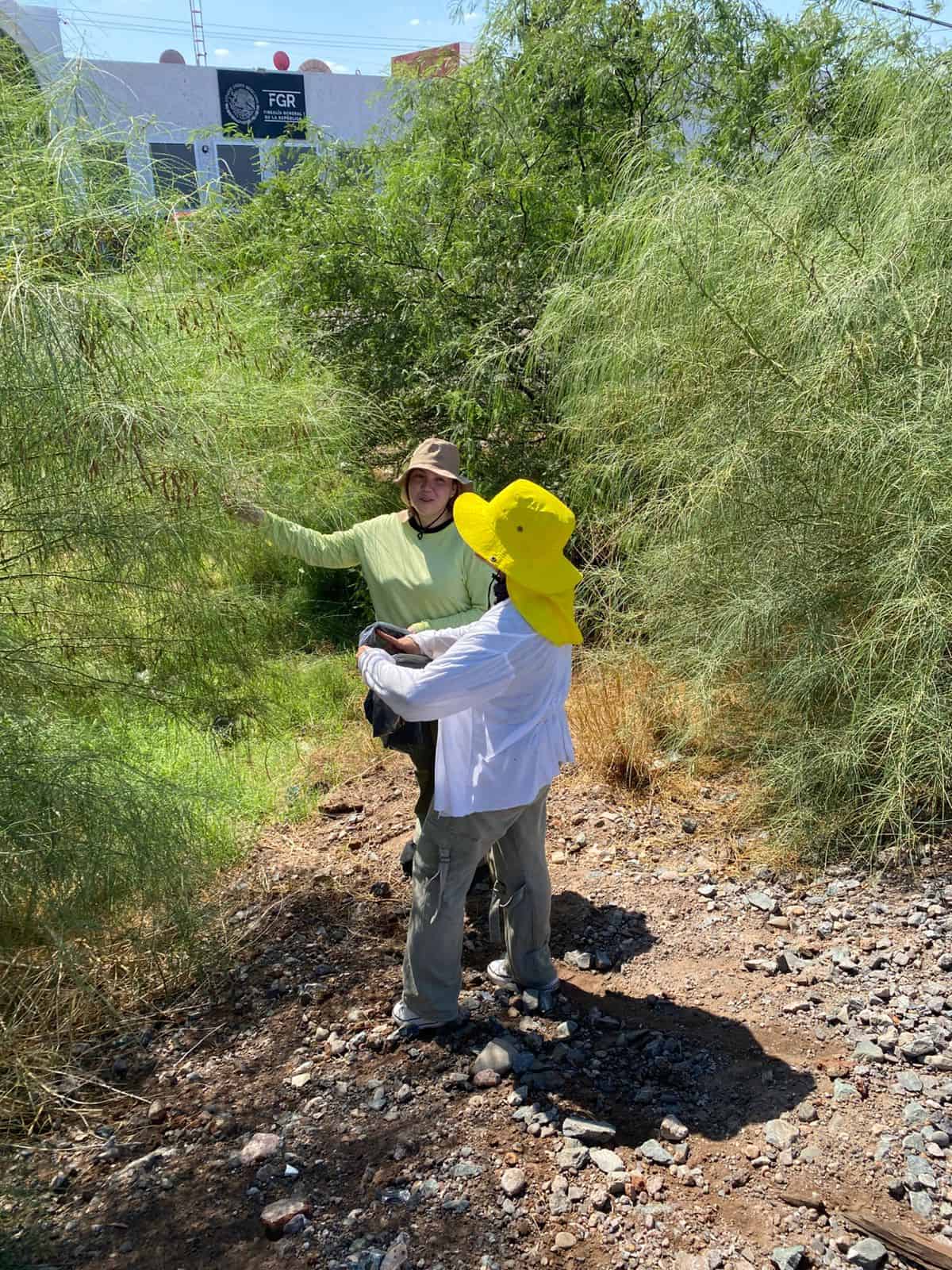 Recolectan semillas de palo verde en Itesca