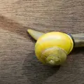 ¿La mucina de caracol funciona realmente para el antienvejecimiento? Esto dicen expertos