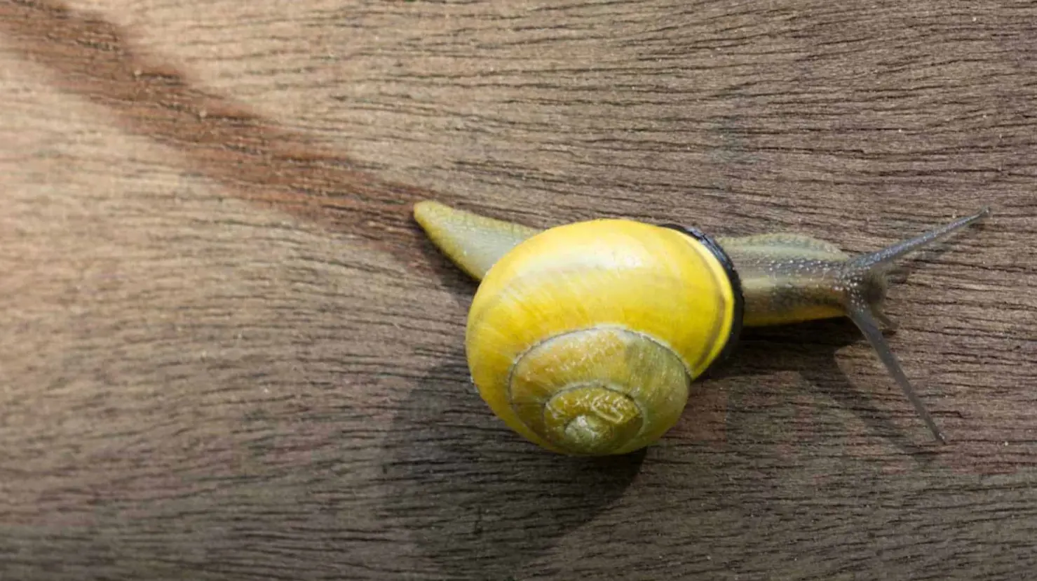 ¿La mucina de caracol funciona realmente para el antienvejecimiento? Esto dicen expertos