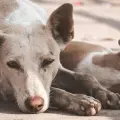 Maltrato animal: más de 45 perros fueron envenenados en San Luis Potosí y se investiga el caso