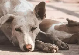 Maltrato animal: más de 45 perros fueron envenenados en San Luis Potosí y se investiga el caso