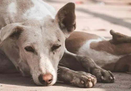 Maltrato animal: más de 45 perros fueron envenenados en San Luis Potosí y se investiga el caso