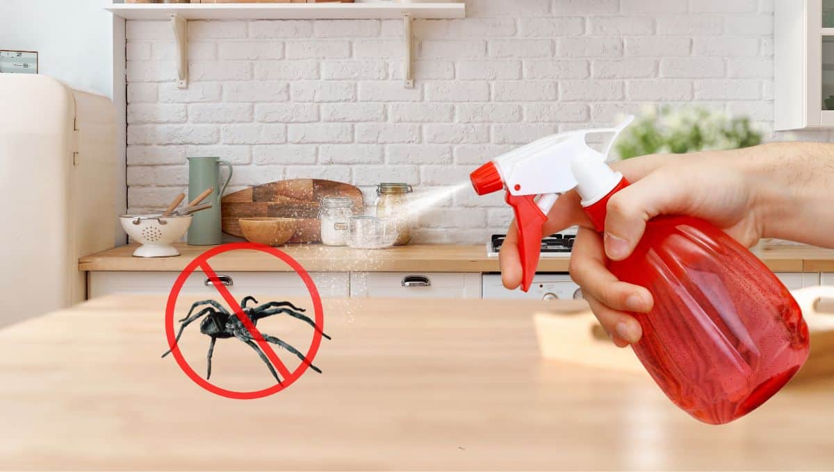 Elimina las arañas de tu casa con este ingrediente de cocina