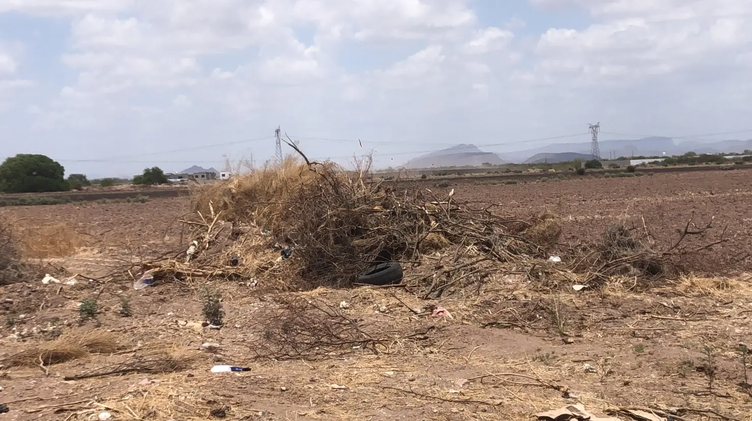Regidor de Cajeme busca endurecer sanciones para evitar tala de árboles