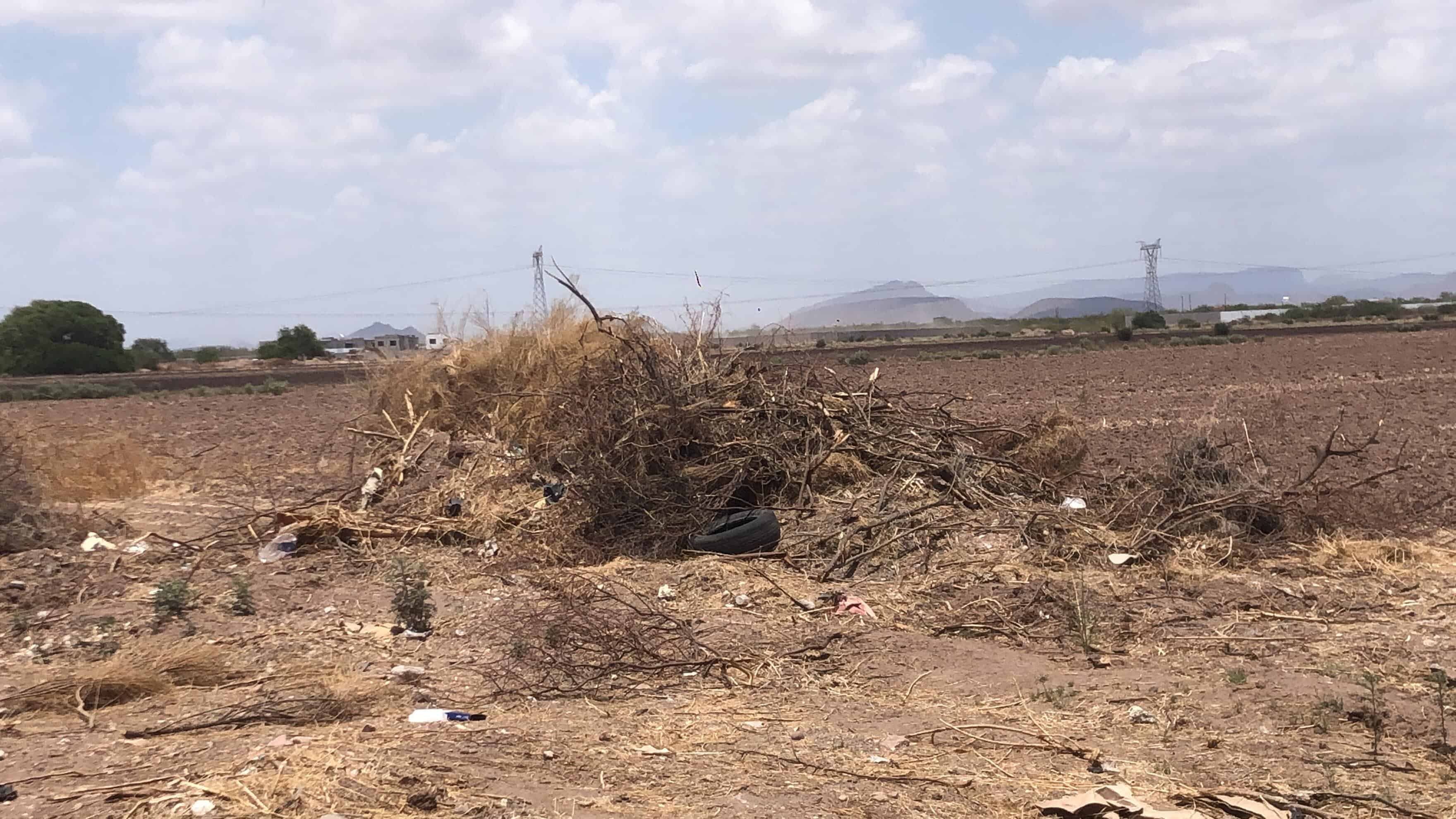 Regidor de Cajeme busca endurecer sanciones para evitar tala de árboles