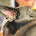 Tatúan y esterilizan a perros callejeros en Cajeme
