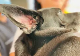 Tatúan y esterilizan a perros callejeros en Cajeme