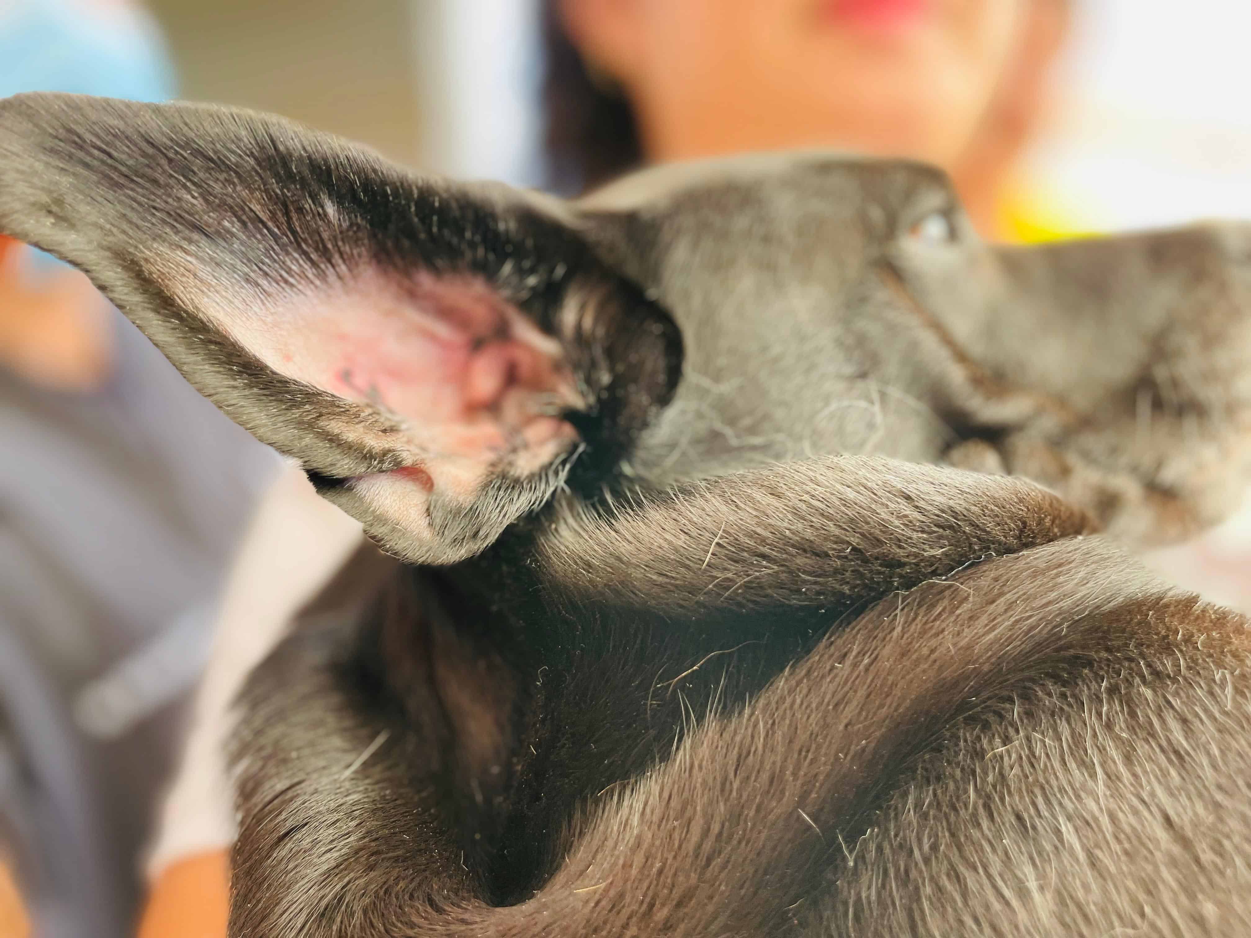 Tatúan y esterilizan a perros callejeros en Cajeme