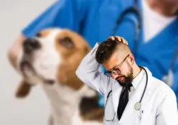 Expertos revelan la principal causa de muerte en los perros
