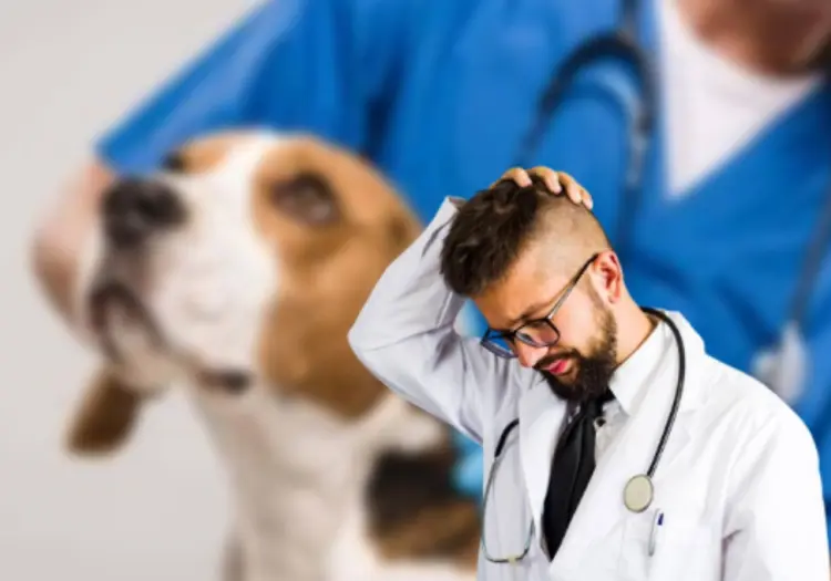 Expertos revelan la principal causa de muerte en los perros