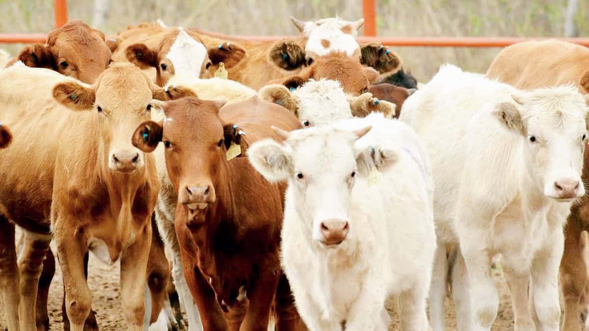 Reabren frontera al cruce ganadero