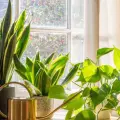 ¿Tensión en casa? Podrían ser tus plantas puntiagudas, según el Feng Shui