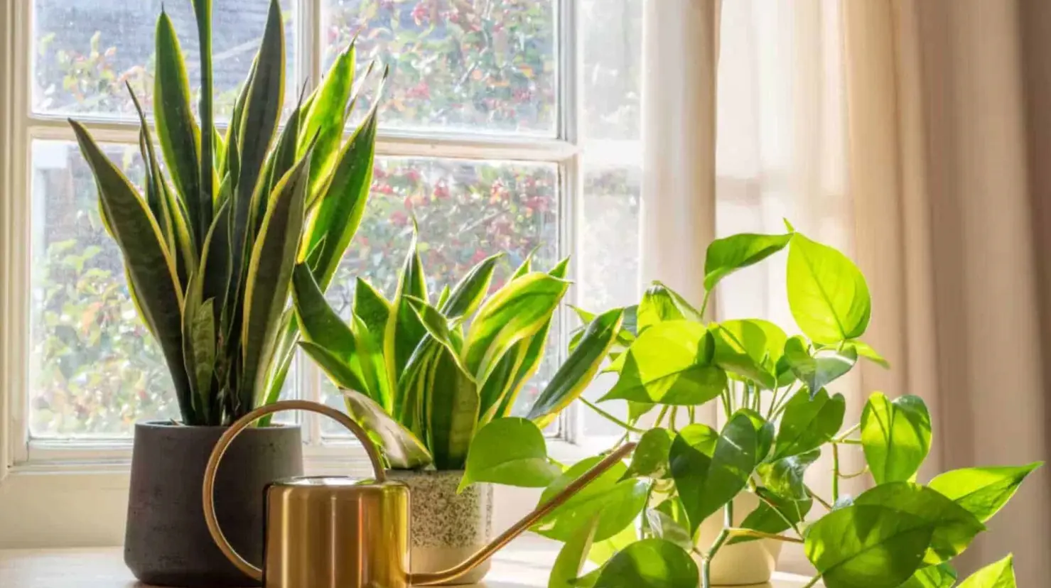 ¿Tensión en casa? Podrían ser tus plantas puntiagudas, según el Feng Shui