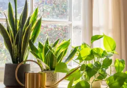 ¿Tensión en casa? Podrían ser tus plantas puntiagudas, según el Feng Shui
