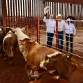 Reanudan exportación de ganado de Sonora a Estados Unidos