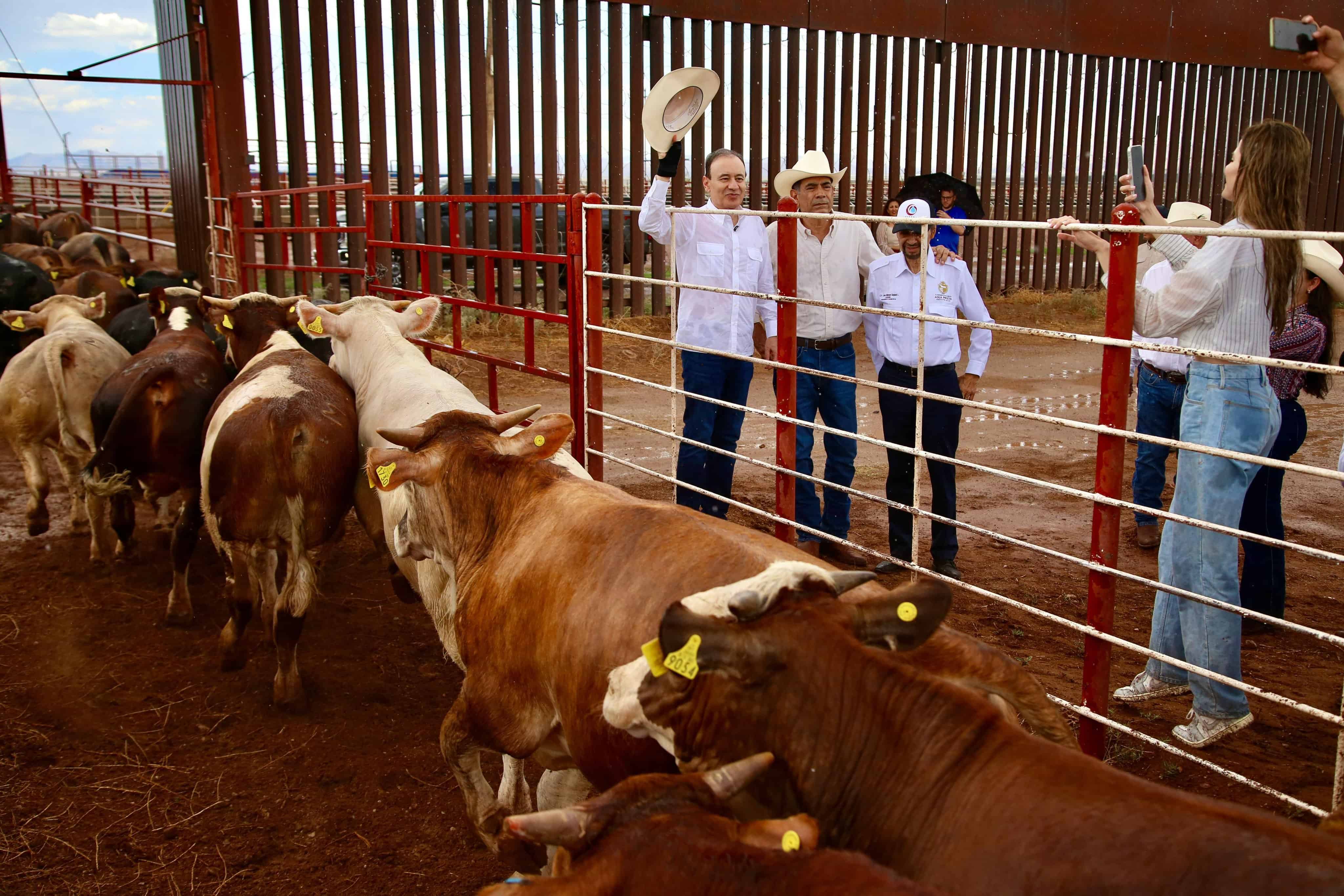 Reanudan exportación de ganado de Sonora a Estados Unidos