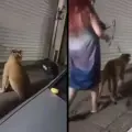 Reportan a pareja paseando a león en las calles de Puerto Vallarta | VIDEO