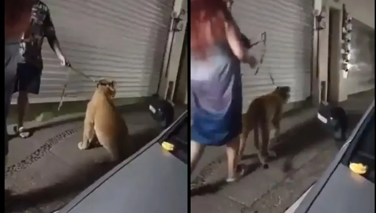 Reportan a pareja paseando a león en las calles de Puerto Vallarta. Foto: Original