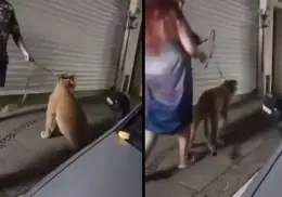 Reportan a pareja paseando a león en las calles de Puerto Vallarta | VIDEO