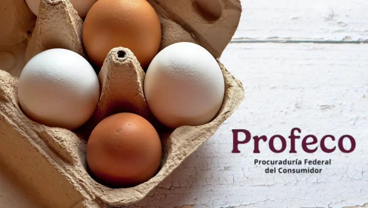 Estos son los huevos de mejor calidad del mercado / Pixabay