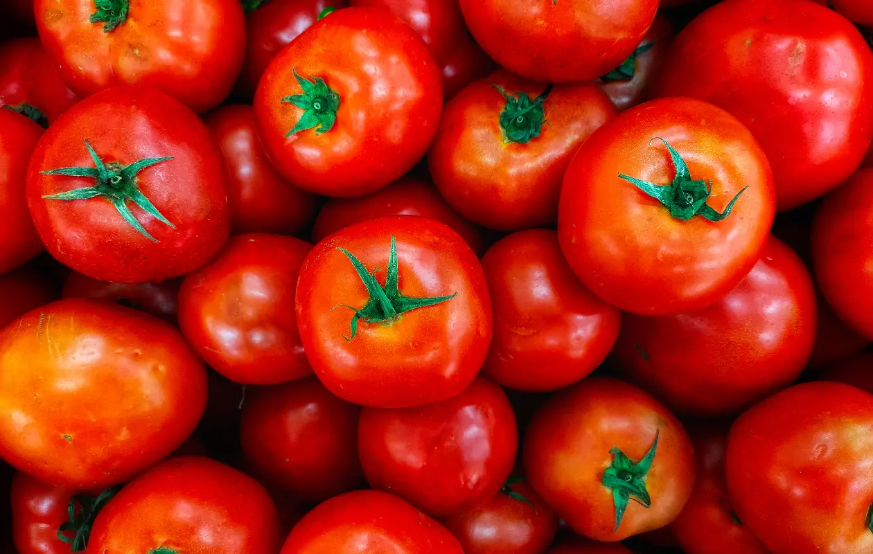 El fin del acuerdo implicaría la imposición inmediata de un arancel del 17 por ciento sobre los tomates mexicanos.