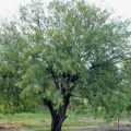 Día del Árbol: Mezquite, conoce sus propiedades curativas, según la medicina tradicional yaqui