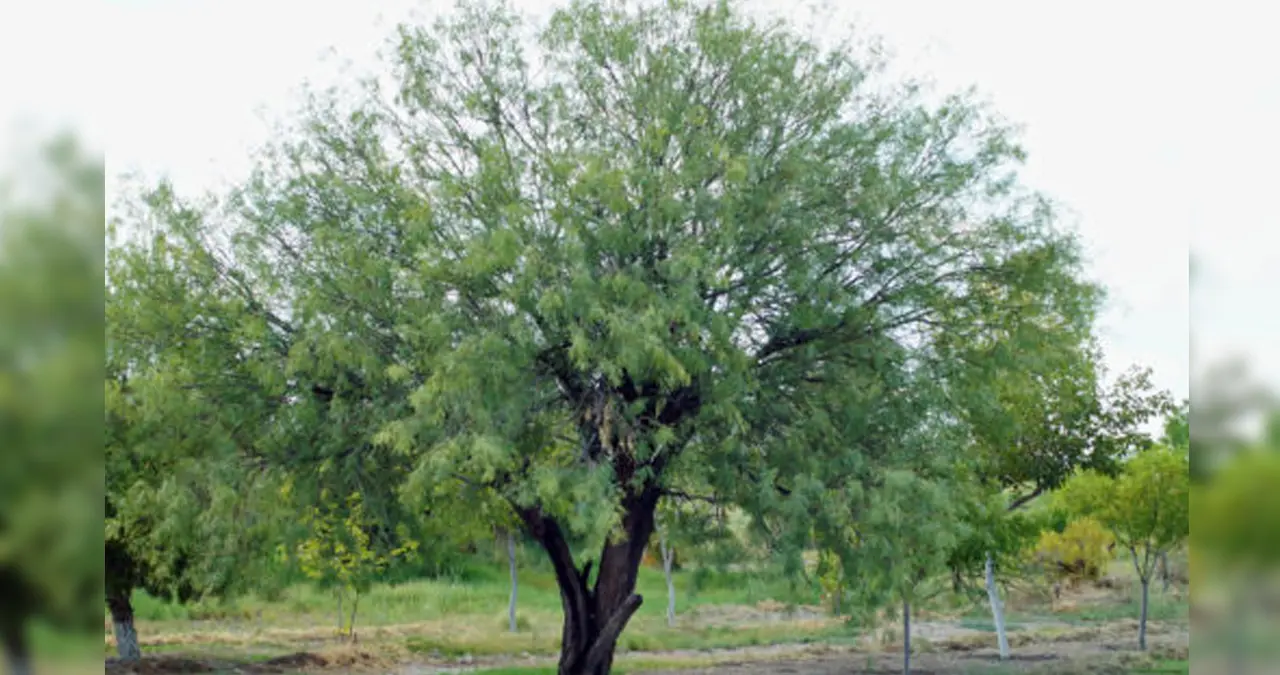 Día del Árbol: El mezquite y sus propiedades curativas, según la medicina tradicional yaqui