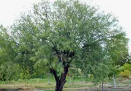 Día del Árbol: Mezquite, conoce sus propiedades curativas, según la medicina tradicional yaqui