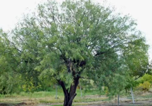 Día del Árbol: El mezquite y sus propiedades curativas, según la medicina tradicional yaqui