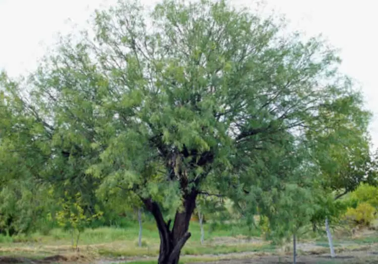 Día del Árbol: El mezquite y sus propiedades curativas, según la medicina tradicional yaqui