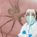 Araña violinista: estos son los estados con más casos de picadura